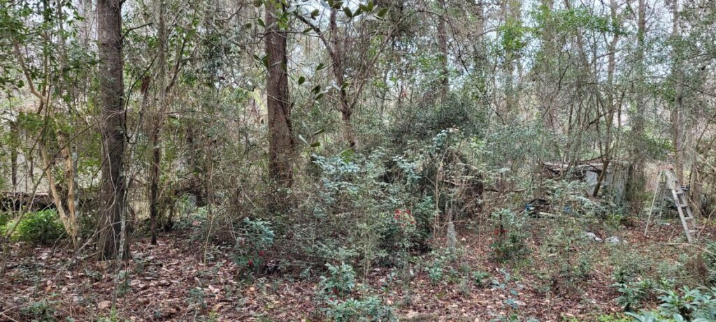 Ups and Downs of Moving to Tallahassee, FL. 17 Forest